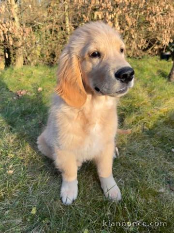 Chiots golden retriever a donner 