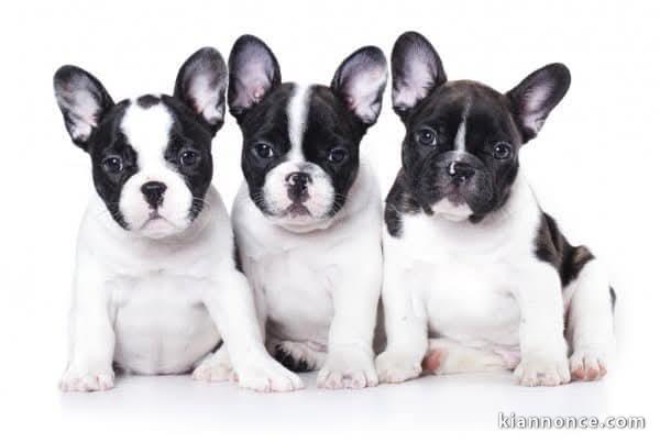 chiots bulldog français mâle 