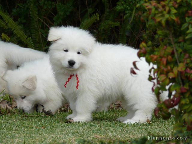 chiots berger blanc suisse à a donner 