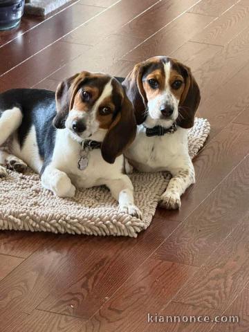 Chiots beagle a donner 