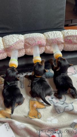 bébé chiot York toy disponible 