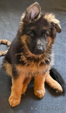 Magnifique chiot berger allemand 