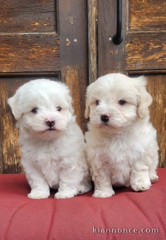 Je donne chiot bichon maltais disponible 