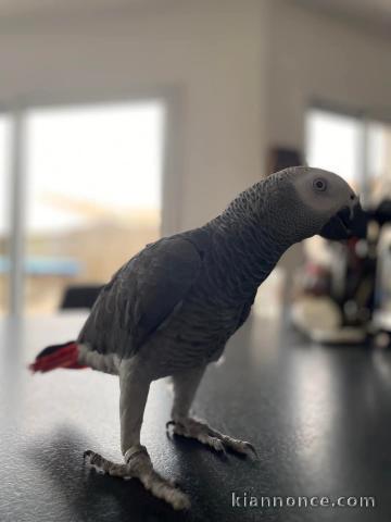 Couple perroquet gris Gabon adopter 