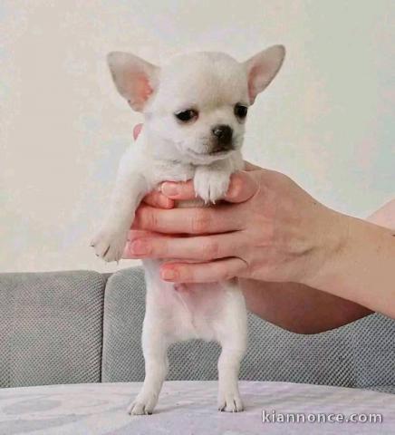 Chiot chihuahua mâle a donner 