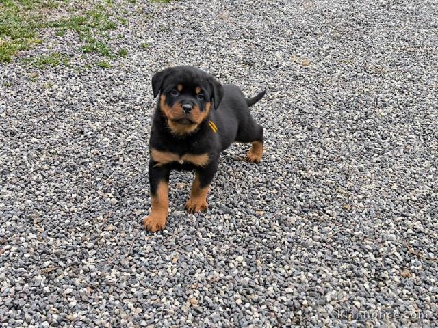 Bébé chiot rottweiler a donner femelle 