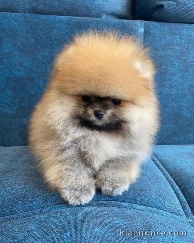 Bébé chiot spitz nain a donner 