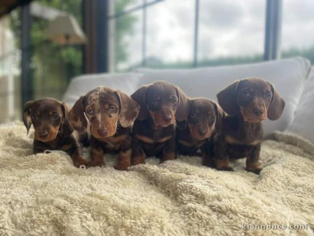 Teckel nain à adopter disponible 