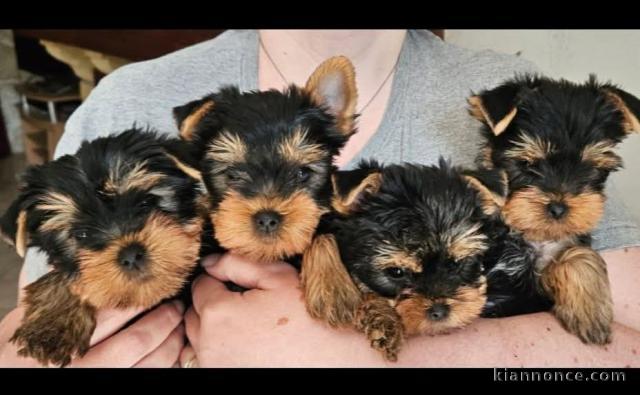 chiot Yorkshire femelle a donner 