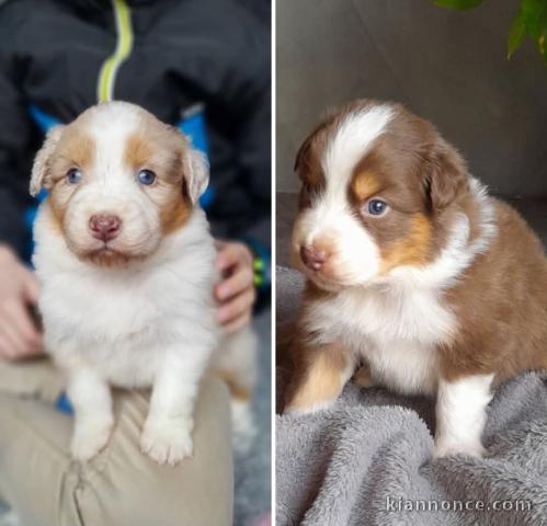 Chiots berger australien mâle a donner 