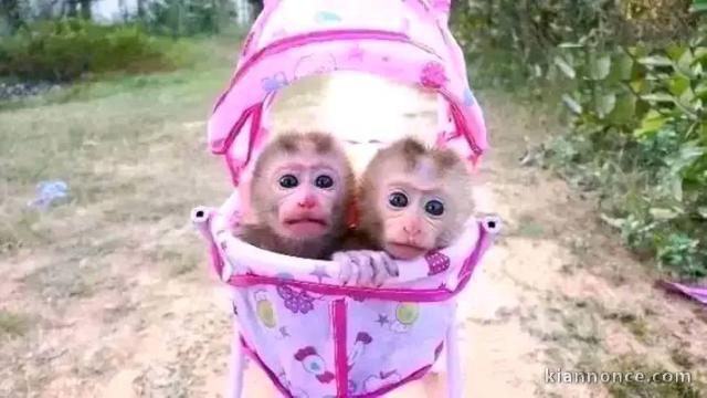 Bébé singe capucin a donner contre bon soin 