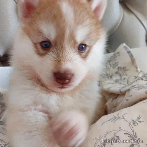 Je donne chiot husky sibérien 
