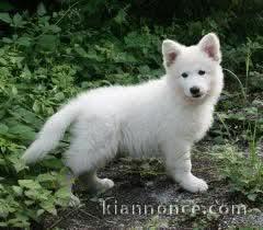 Bébé chiot berger blanc suisse 