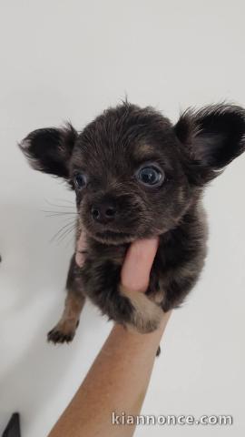 chiots chihuahua femelle a donner 