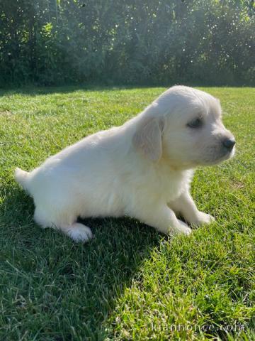chiots golden retriever mâle a donner 