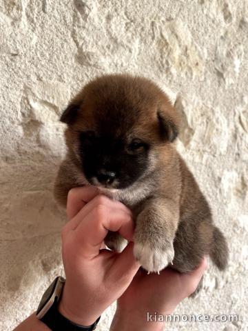 chiots Shiba inu a donner 