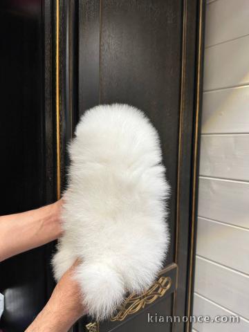 chiots spitz allemand à donner 