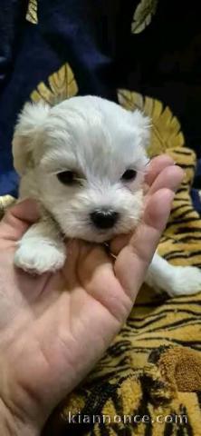 chiots bichon maltais disponible de suite 