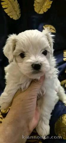 Chiots bichon maltais disponible 