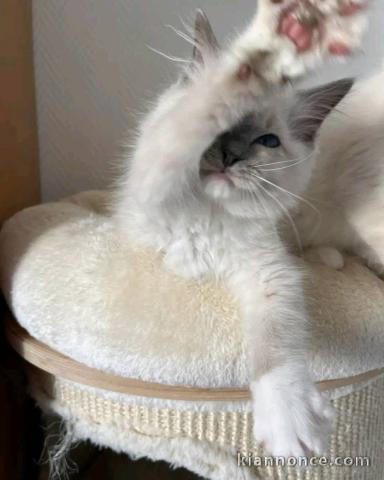 chaton ragdoll à donner 