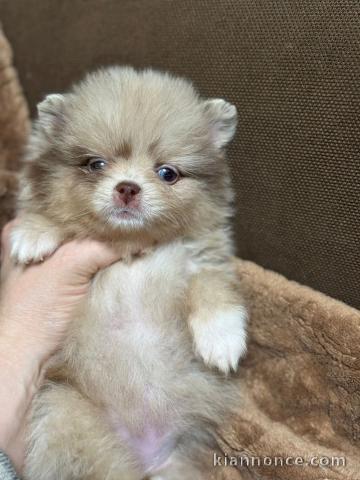 Adopter chiot berger australien disponible 