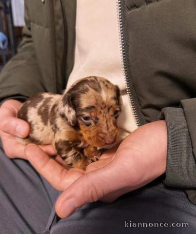 Chiots teckel arlequin disponible 