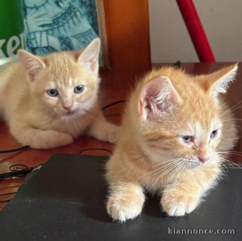 Chaton roux disponible à adopter 