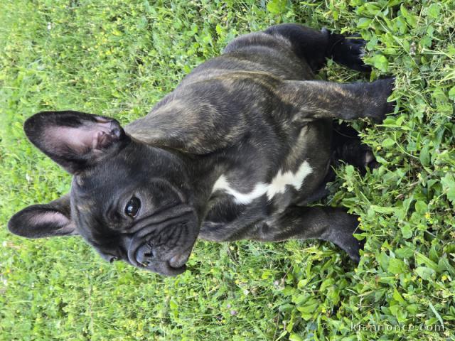 Chiots bouledogue français à donner 