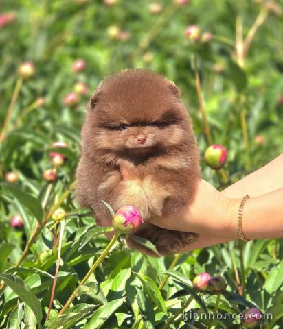 Chiots spitz nain disponible 