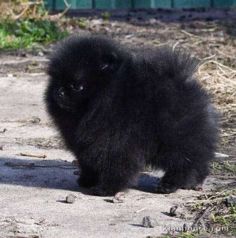 Chiots spitz nain noir contre bons soins 