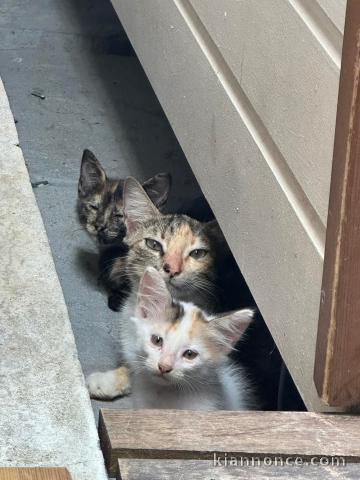 Chaton disponible à adopter 