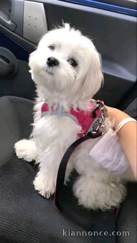 Bébé chiot bichon maltais a donner 