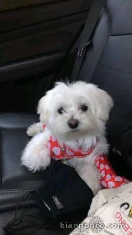 Je donne chiot bichon frisé 