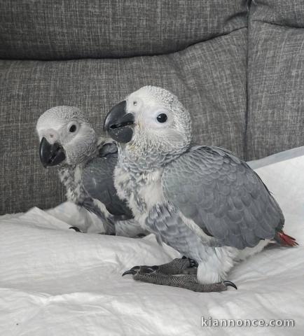 Couple perroquet gris Gabon adopter 