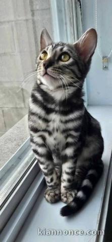 Chaton bengal a donner mâle 