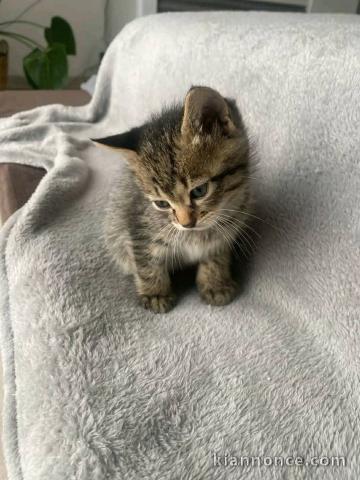 Bébé chaton à donner 