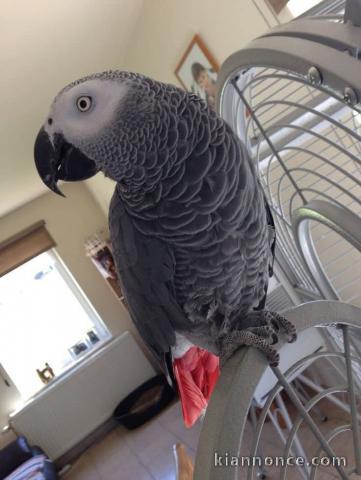 Perroquet gris Gabon adopter 