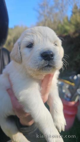 chiots golden retriever mâle a donner 