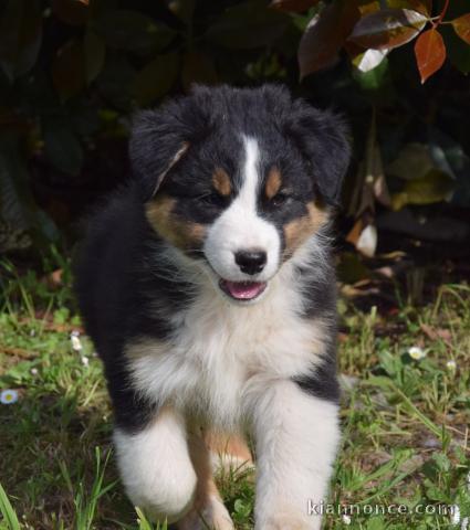 chiots berger australien mâle a donner 
