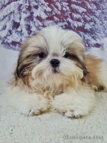 chiot Shih Tzu à donner 