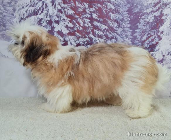 Je donne chiot Shih Tzu disponible 