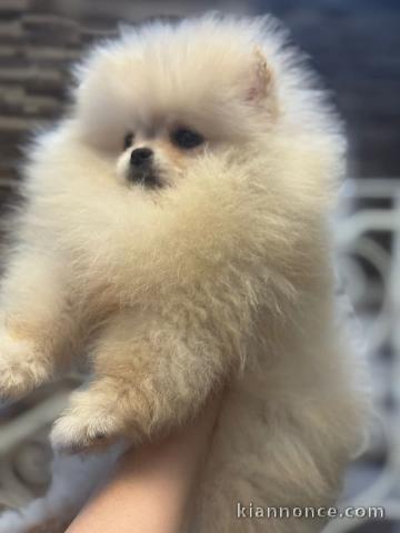 Je donne chiot spitz nain disponible 