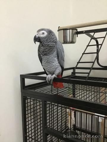 Je donne perroquet gris Gabon disponible 