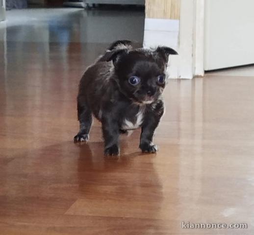 chiot chihuahua femelle a donner 