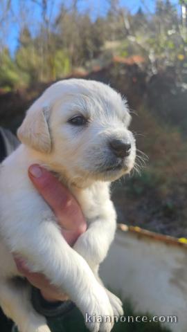 chiots golden retriever femelle a donner 