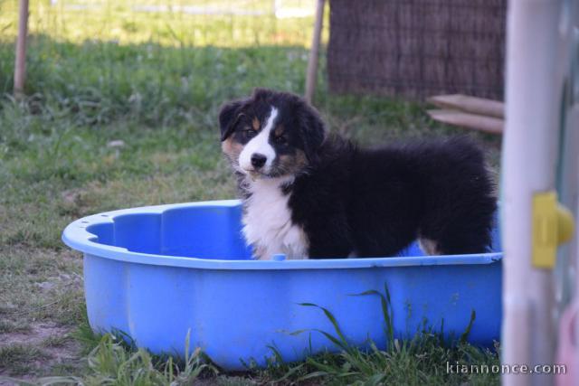 chiot berger australien mâle a donner 