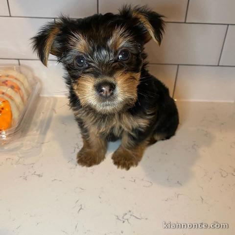 Je donne chiot Yorkshire 