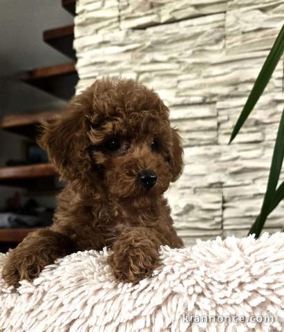 Caniches Toy Rouges chiots à vendre