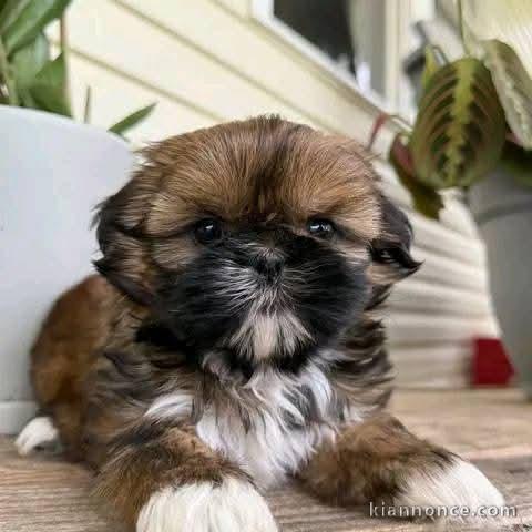 Petits coeurs disponible veuillez m\