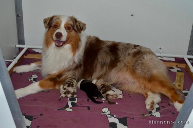 chiots berger australien lof à donner 